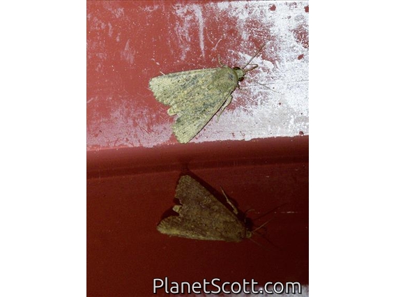 Groundling Moth (Condica sp)