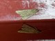 Groundling Moth (Condica sp)