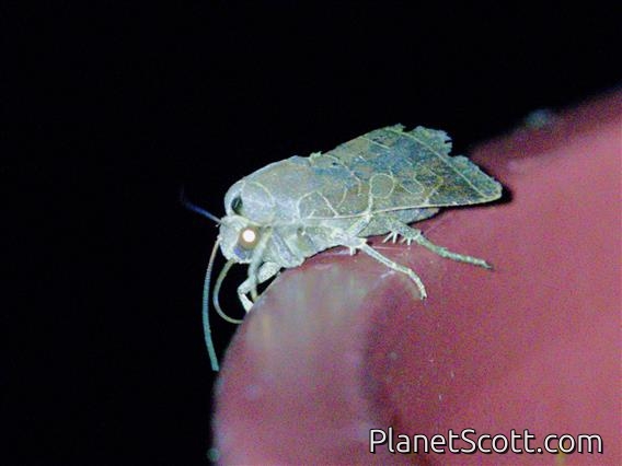 Cutworm Moth (Orthodes sp)