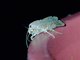 Cutworm Moth (Orthodes sp)