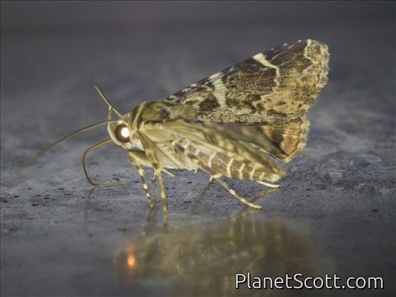 Cutworm Moth (Noctuidae sp)