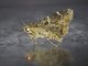 Cutworm Moth (Noctuidae sp)
