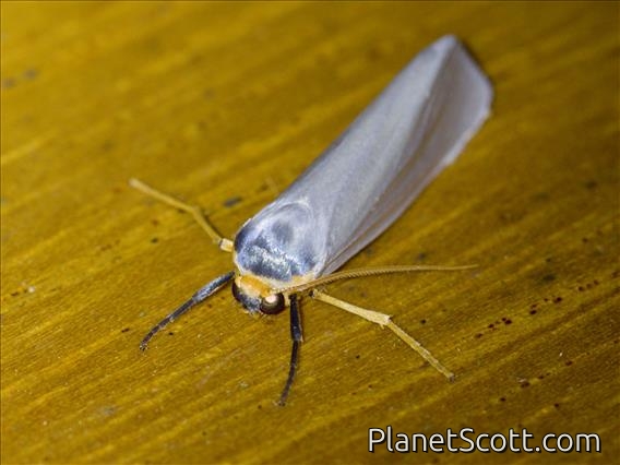 Lichen Moth (Erebidae sp)