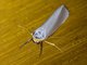 Lichen Moth (Erebidae sp)