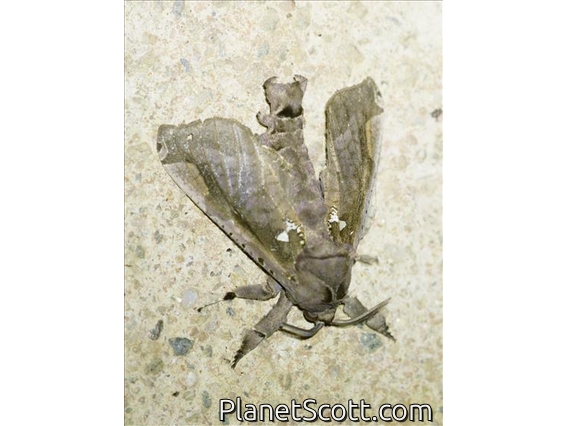 Hypoptinae Moth (Langsdorfia sp)