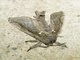 Hypoptinae Moth (Langsdorfia sp)