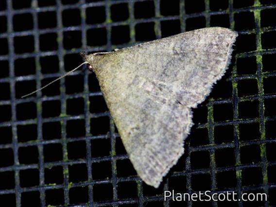 Erebid Moth (Erebidae sp)