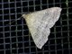 Litter Moth (Herminiinae sp)