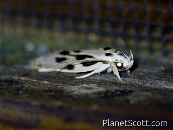 Concealer Moth (Stenoma sp)
