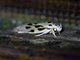 Concealer Moth (Stenoma sp)
