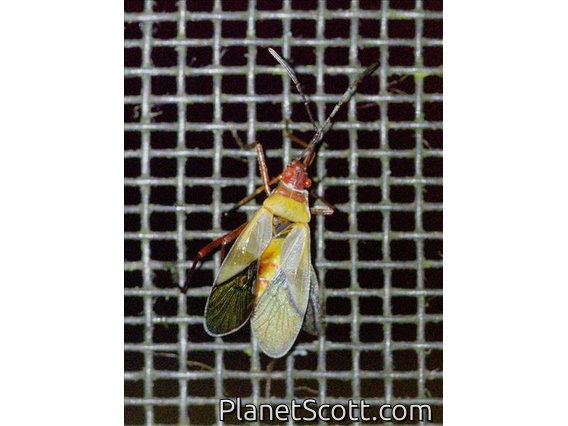 Cotton Stainer Bug (Dysdercus sp)