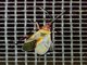 Cotton Stainer Bug (Dysdercus sp)