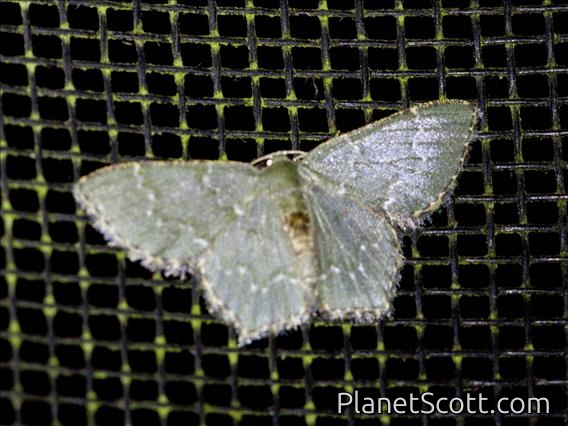 Emerald Moth (Chloropteryx sp)