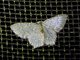 Emerald Moth (Chloropteryx sp)