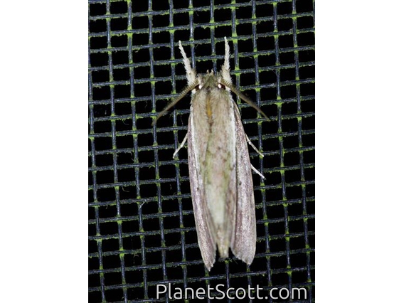 Tufted Moth (Nolidae sp)