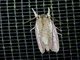 Tufted Moth (Nolidae sp)