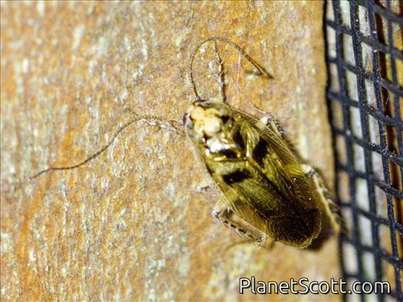 Cockroach (Anaplecta sp)