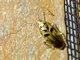 Cockroach (Anaplecta sp)