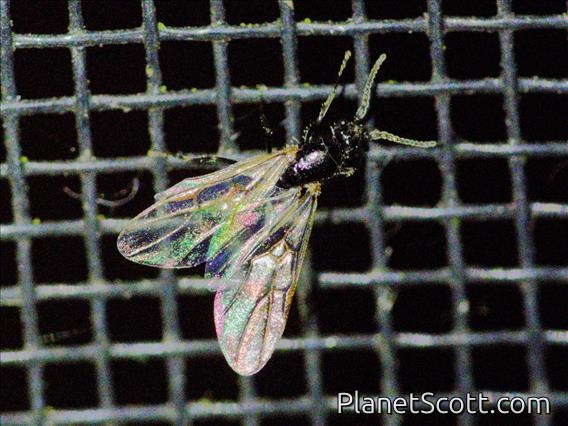 Pergid Sawfly (Pergidae sp)