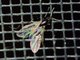 Pergid Sawfly (Pergidae sp)