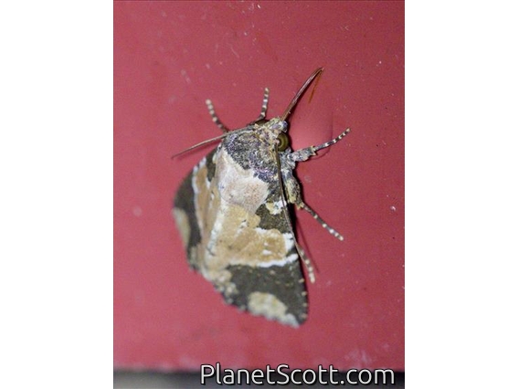 Groundling Moth (Condica cupentia)