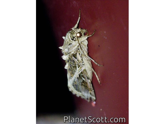 Armyworm Moth (Spodoptera sp)