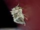 Armyworm Moth (Spodoptera sp)