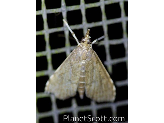 Pearl Moth (Crambidae sp)