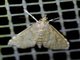 Pearl Moth (Crambidae sp)
