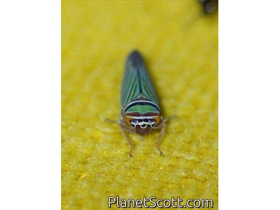 Sharpshooter (Tylozygus fuscolineellus)