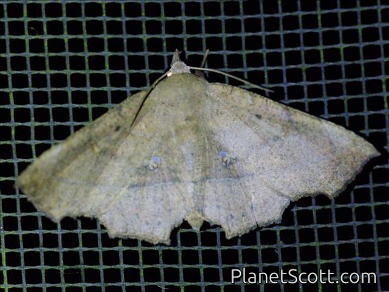 Erebid Moth (Eribidae sp)