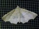 Erebid Moth (Eribidae sp)
