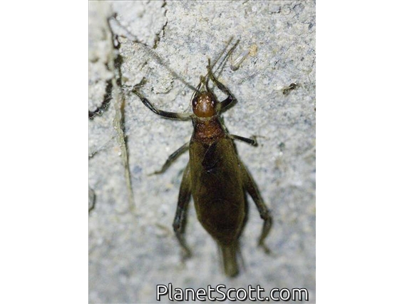 Tree Cricket (Oecanthidae sp)