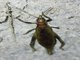 Tree Cricket (Oecanthidae sp)