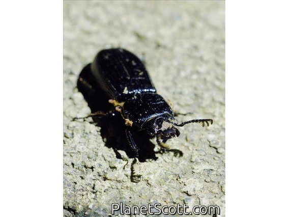 Patent Leather Beetle (Passalini sp)