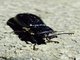 Patent Leather Beetle (Passalini sp)