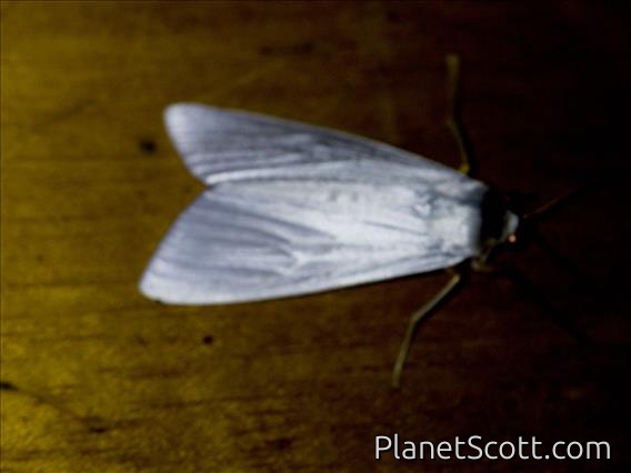 Lichen Moth (Erebidae sp)