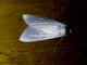 Lichen Moth (Erebidae sp)