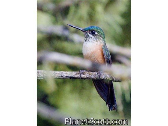 Violet-tailed Sylph (Aglaiocercus coelestis) - Female