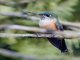 Violet-tailed Sylph (Aglaiocercus coelestis) - Female