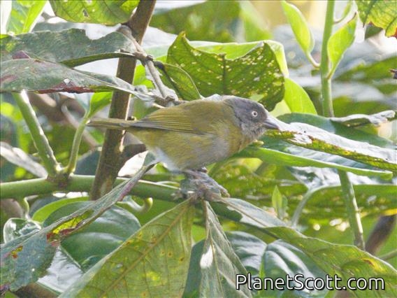 Dusky Chlorospingus (Chlorospingus semifuscus)