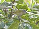 Dusky Chlorospingus (Chlorospingus semifuscus)