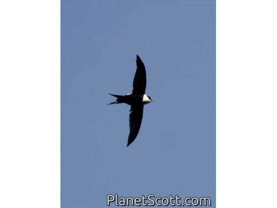 Lesser Swallow-tailed Swift (Panyptila cayennensis)