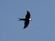 Lesser Swallow-tailed Swift (Panyptila cayennensis)