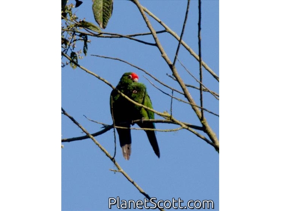 El Oro Parakeet (Pyrrhura orcesi)