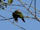 El Oro Parakeet (Pyrrhura orcesi)