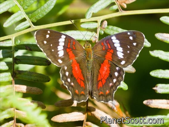 Red Peacock (Anartia amathea)