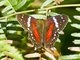 Red Peacock (Anartia amathea)