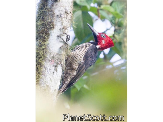 Guayaquil Woodpecker (Campephilus gayaquilensis) - Male