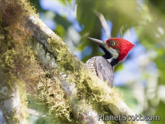 Guayaquil Woodpecker (Campephilus gayaquilensis) - Female